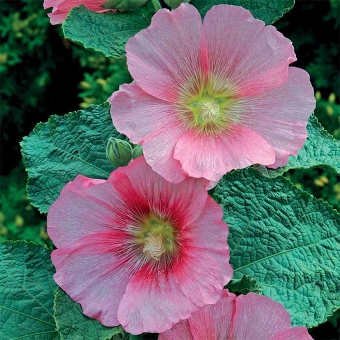 Spotlight™ 'Radiant Rose' Hollyhock - Alcea rosea from Milmont Greenhouses