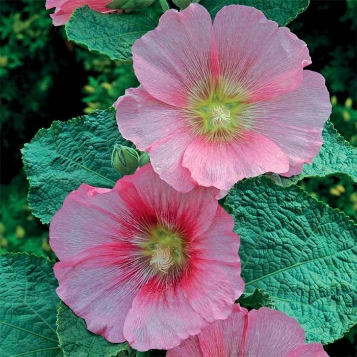 Spotlight™ 'Radiant Rose' Hollyhock - Alcea rosea from Milmont Greenhouses Spotlight™ 'Radiant Rose' Hollyhock - Alcea rosea from Milmont Greenhouses