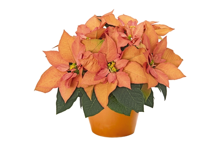 'Autumn Leaves' Poinsettia - Euphorbia pulcherrima from Milmont Greenhouses