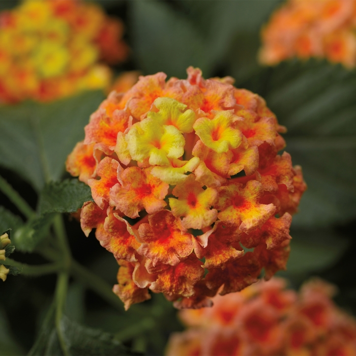 Bandana&reg; 'Peach' - Lantana camara from Milmont Greenhouses