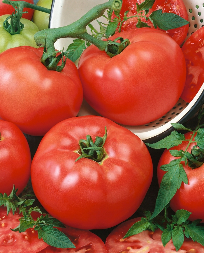 'Chef's Choice Red' Tomato - Lycopersicon esculentum from Milmont Greenhouses
