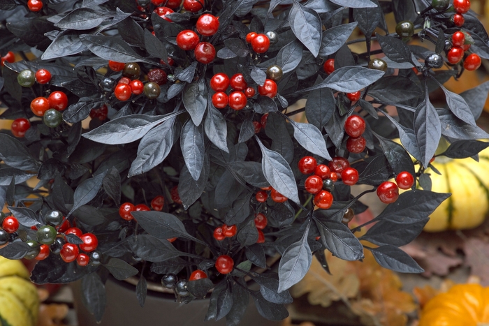 'Onyx Red' Ornamental Pepper - Capsicum annuum from Milmont Greenhouses