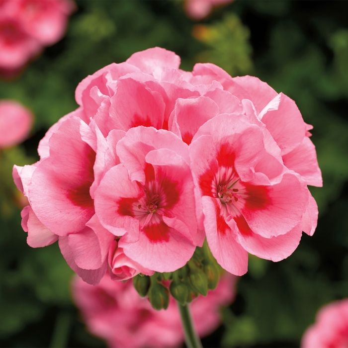 Calliope® Medium Pink Flame - Pelargonium (Interspecific Geranium) from Milmont Greenhouses Calliope® Medium Pink Flame - Pelargonium (Interspecific Geranium) from Milmont Greenhouses
