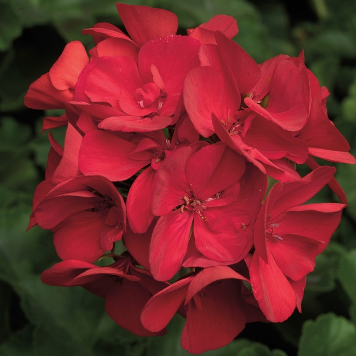 Interspecific Geranium - Pelargonium from Milmont Greenhouses