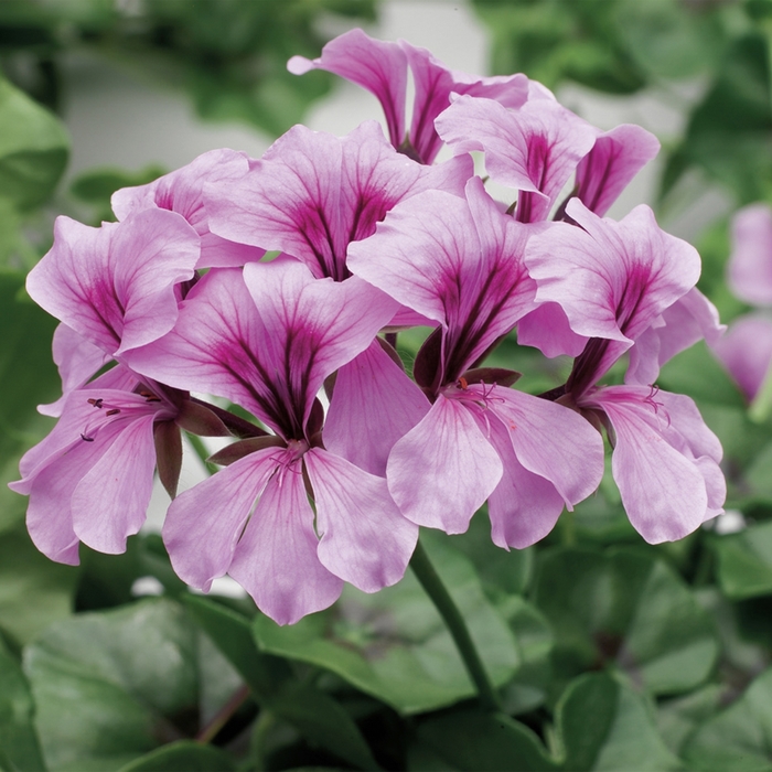 Tornado&trade; 'Lilac' - Pelargonium peltatum (Ivy Geranium) from Milmont Greenhouses