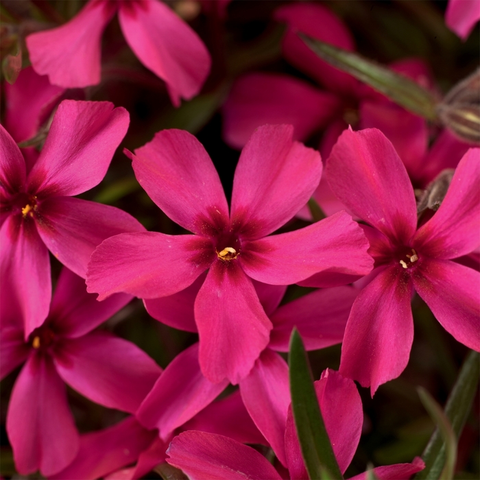 Scarlet Flame Moss Phlox - Phlox subulata 'Scarlet Flame' (Moss Phlox) from Milmont Greenhouses