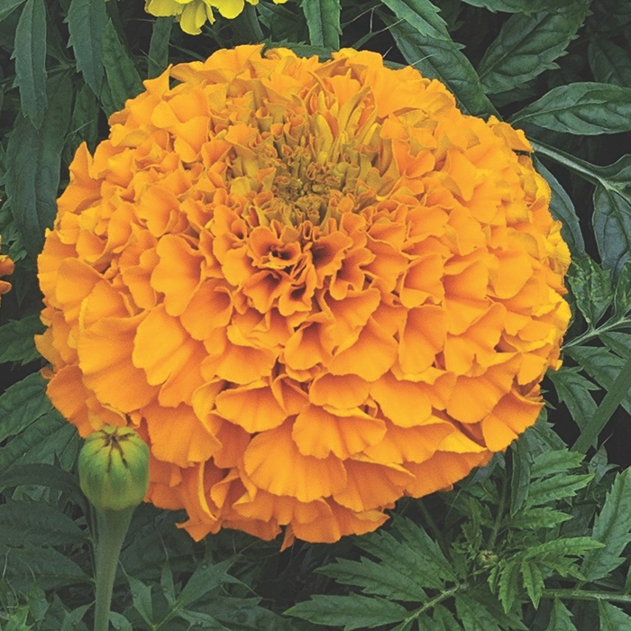 Perfection™ 'Orange' - Tagetes erecta (Marigold) from Milmont Greenhouses Perfection™ 'Orange' - Tagetes erecta (Marigold) from Milmont Greenhouses