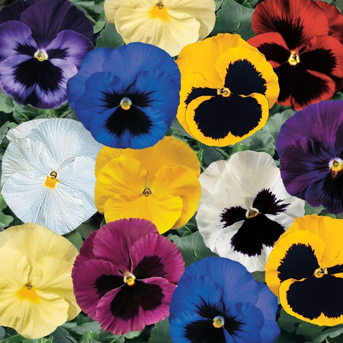 Delta™ Premium 'Mix' - Viola x wittrockiana (Pansy) from Milmont Greenhouses Delta™ Premium 'Mix' - Viola x wittrockiana (Pansy) from Milmont Greenhouses