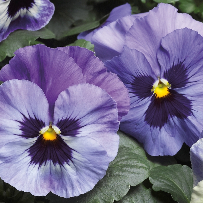Delta™ Premium 'Marina' - Viola x wittrockiana (Pansy) from Milmont Greenhouses