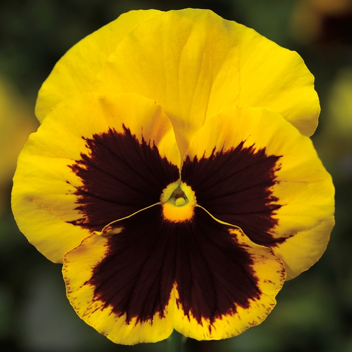 Delta™ Premium 'Gold w/Blotch' - Viola x wittrockiana (Pansy) from Milmont Greenhouses Delta™ Premium 'Gold w/Blotch' - Viola x wittrockiana (Pansy) from Milmont Greenhouses