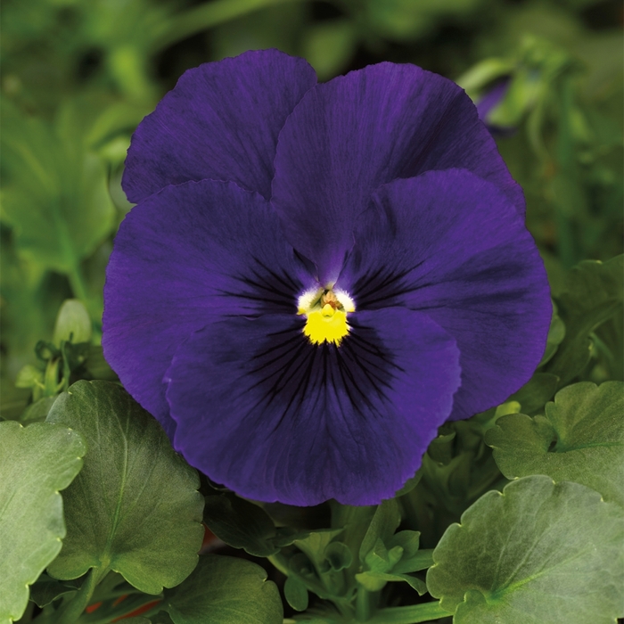Delta™ Premium 'Deep Blue' - Viola x wittrockiana (Pansy) from Milmont Greenhouses
