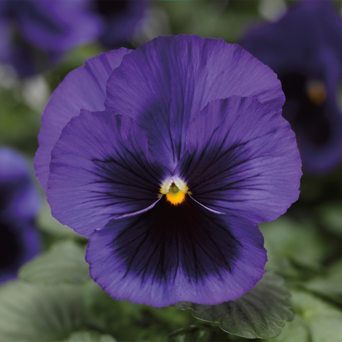 Delta™ Premium 'Blue w/Blotch' - Viola x wittrockiana (Pansy) from Milmont Greenhouses Delta™ Premium 'Blue w/Blotch' - Viola x wittrockiana (Pansy) from Milmont Greenhouses