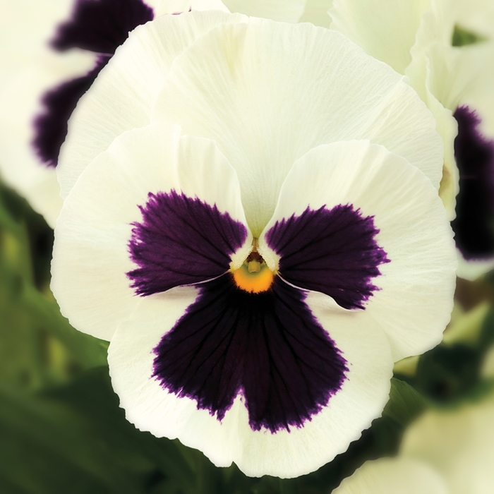 Delta™ Premium 'White w/Blotch' - Viola x wittrockiana (Pansy) from Milmont Greenhouses Delta™ Premium 'White w/Blotch' - Viola x wittrockiana (Pansy) from Milmont Greenhouses