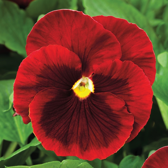 Delta™ Premium 'Red w/Blotch' - Viola x wittrockiana (Pansy) from Milmont Greenhouses