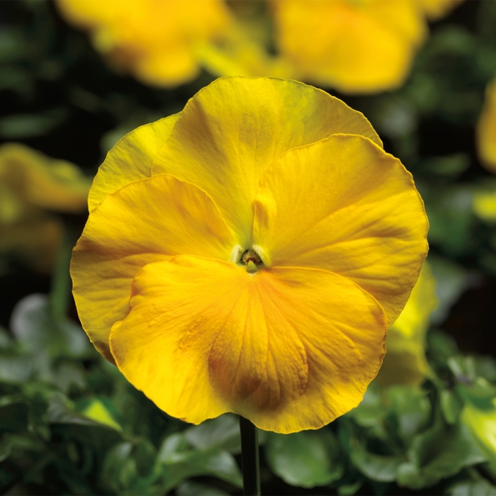 Delta™ Premium 'Pure Yellow' - Viola x wittrockiana (Pansy) from Milmont Greenhouses