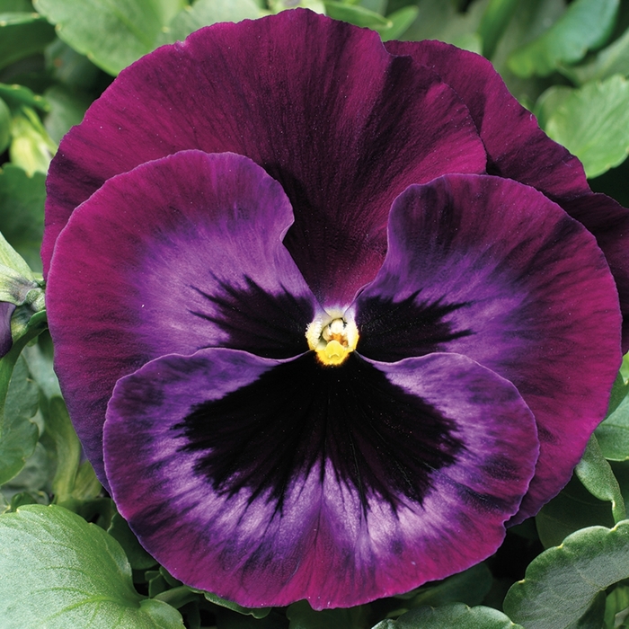 Colossus™ 'Neon Violet' - Viola x wittrockiana (Pansy) from Milmont Greenhouses Colossus™ 'Neon Violet' - Viola x wittrockiana (Pansy) from Milmont Greenhouses