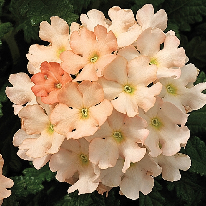 Tuscany&trade; 'Peach' - Verbena from Milmont Greenhouses