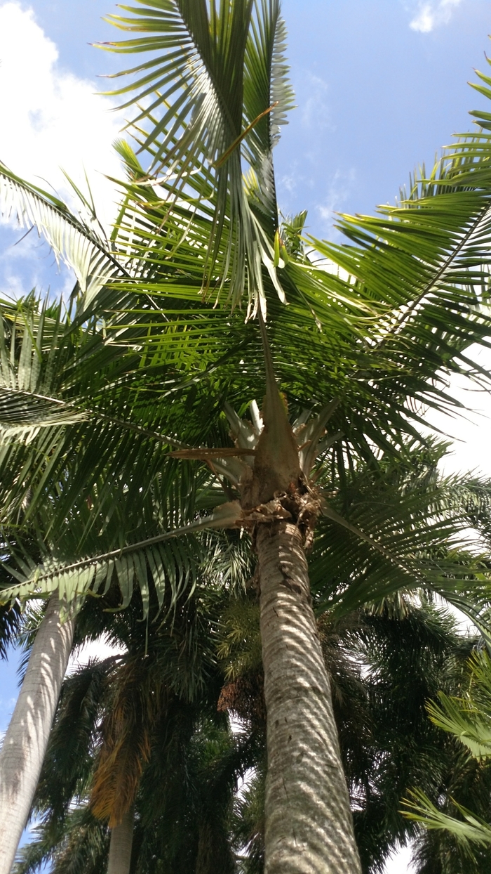Majesty Palm - Ravenea rivularis from Milmont Greenhouses Majesty Palm - Ravenea rivularis from Milmont Greenhouses