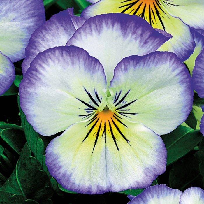 Penny™ 'Purple Picotee' - Viola cornuta (Pansy) from Milmont Greenhouses Penny™ 'Purple Picotee' - Viola cornuta (Pansy) from Milmont Greenhouses