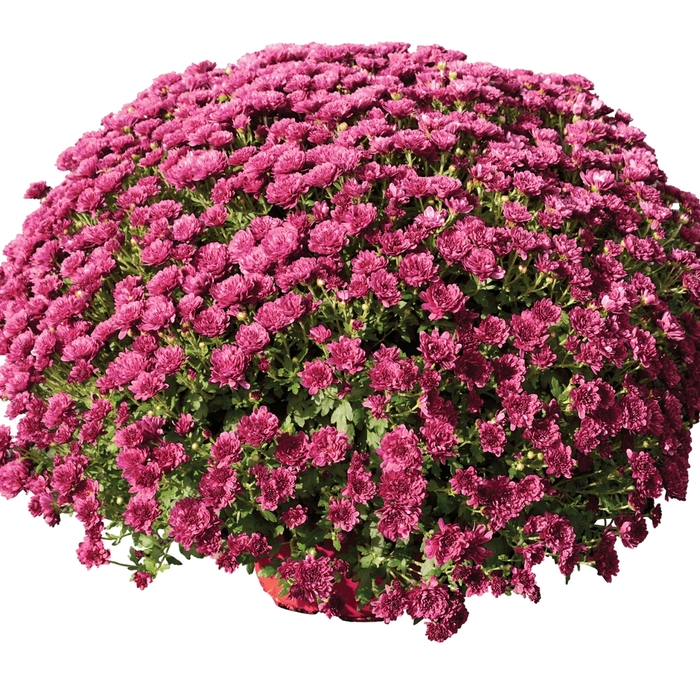 'Rhonda™ Purple' Garden Mum - Chrysanthemum x morifolium from Milmont Greenhouses 'Rhonda™ Purple' Garden Mum - Chrysanthemum x morifolium from Milmont Greenhouses