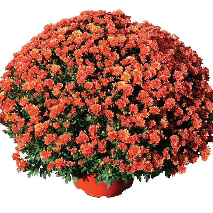 'Rhonda™ Bronze' Garden Mum - Chrysanthemum x morifolium from Milmont Greenhouses 'Rhonda™ Bronze' Garden Mum - Chrysanthemum x morifolium from Milmont Greenhouses