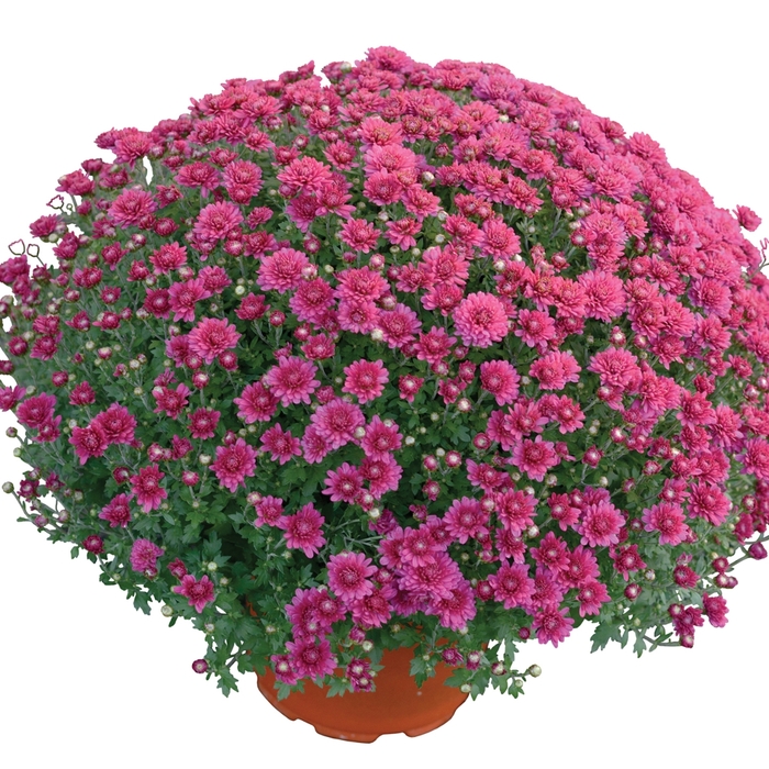 'Nikki™ Dark Pink' Garden Mum - Chrysanthemum x morifolium from Milmont Greenhouses 'Nikki™ Dark Pink' Garden Mum - Chrysanthemum x morifolium from Milmont Greenhouses