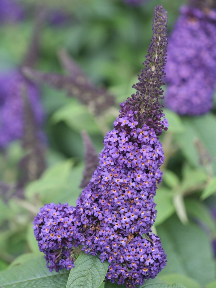 Butterfly Bush - Buddleia 'SMNBDBT' PP28794 CBRAF (Butterfly Bush) from Milmont Greenhouses Butterfly Bush - Buddleia 'SMNBDBT' PP28794 CBRAF (Butterfly Bush) from Milmont Greenhouses