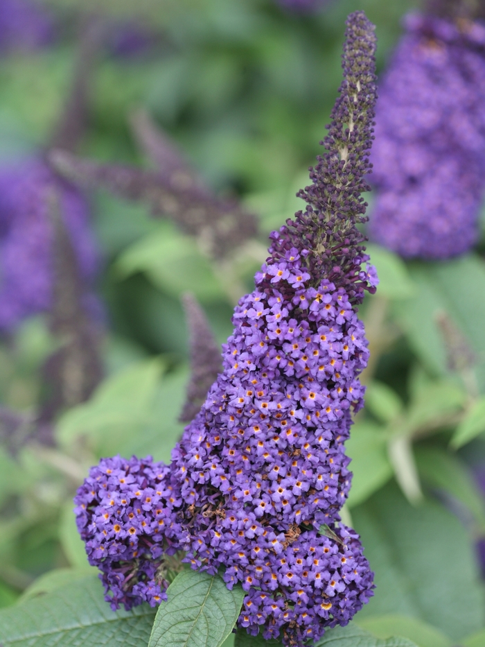 Butterfly Bush - Buddleia 'SMNBDBT' PP28794 CBRAF (Butterfly Bush) from Milmont Greenhouses