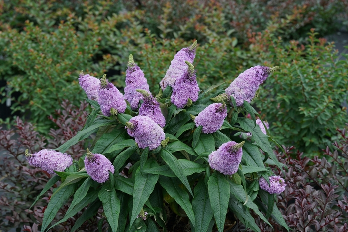 Pugster&reg; Amethyst - Buddleia (Butterfly Bush) from Milmont Greenhouses