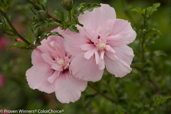 'Pink Chiffon®' Rose of Sharon - Hibiscus syriacus from Milmont Greenhouses