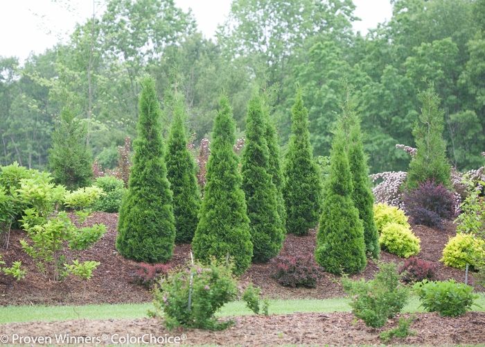 ''North Pole®'' Arborvitae - Thuja occidentalis from Milmont Greenhouses ''North Pole®'' Arborvitae - Thuja occidentalis from Milmont Greenhouses