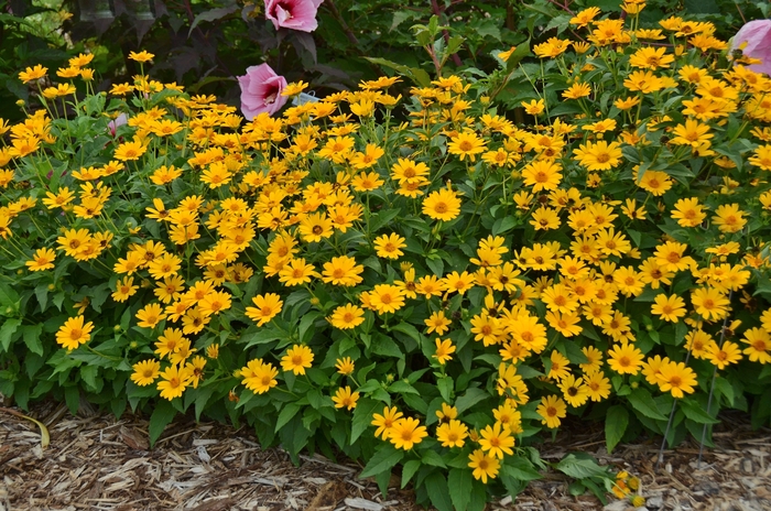 'Tuscan Sun' Perennial Sunflower - Heliopsis helianthoides from Milmont Greenhouses