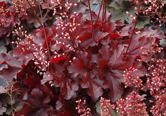 Forever&reg; 'Red' - Heuchera (Coral Bells) from Milmont Greenhouses