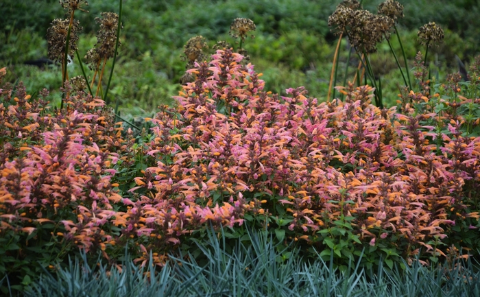 'Mango Tango' Anise Hyssop - Agastache from Milmont Greenhouses