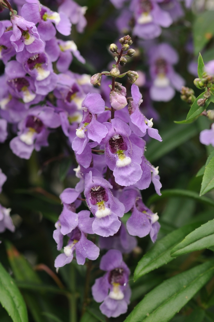 Serenita&reg; Blue Sky - Angelonia angustifolia (Summer Snapdragon) from Milmont Greenhouses