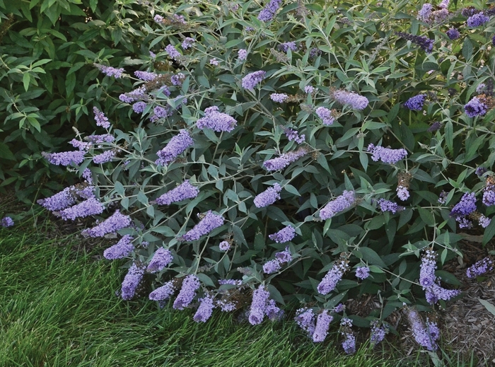 Monarch® Glass Slippers - Buddleia davidii 'Glass Slippers' (Butterfly Bush) from Milmont Greenhouses