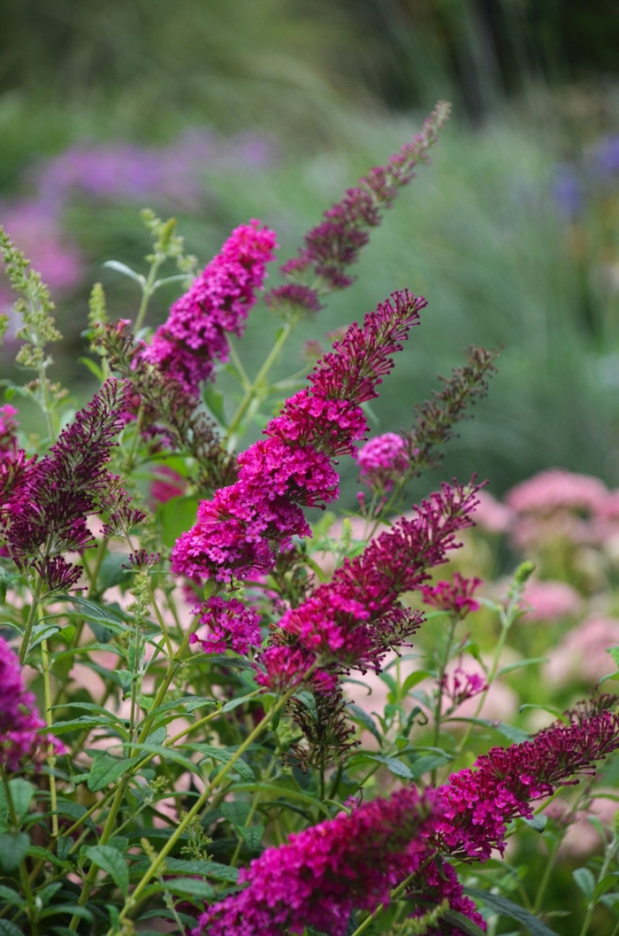 Monarch&reg; 'Queen of Hearts' - Buddleia davidii (Butterfly Bush) from Milmont Greenhouses
