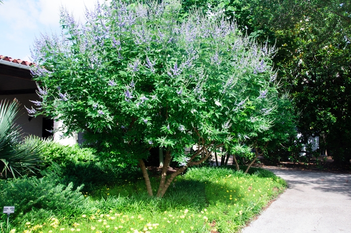 'Shoal Creek' Chaste Tree - Vitex agnus-castus from Milmont Greenhouses 'Shoal Creek' Chaste Tree - Vitex agnus-castus from Milmont Greenhouses