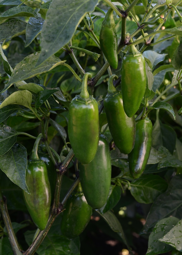 'La Bomba II' Jalapeño Pepper - Capsicum annuum from Milmont Greenhouses