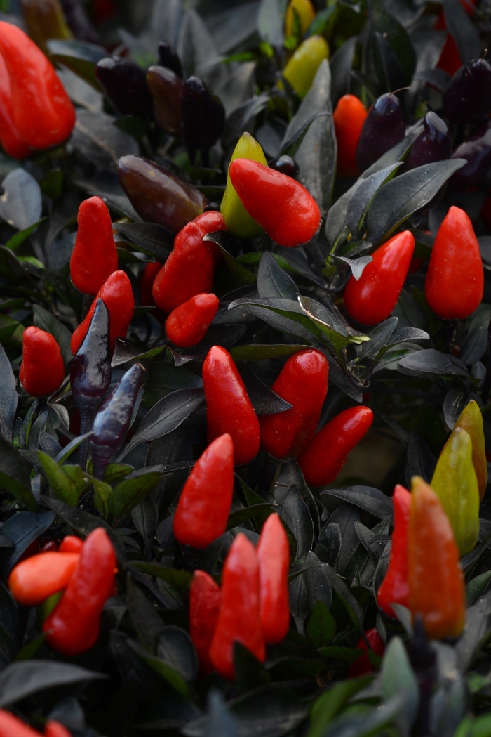 'Midnight Fire' Ornamental Pepper - Capsicum annuum from Milmont Greenhouses