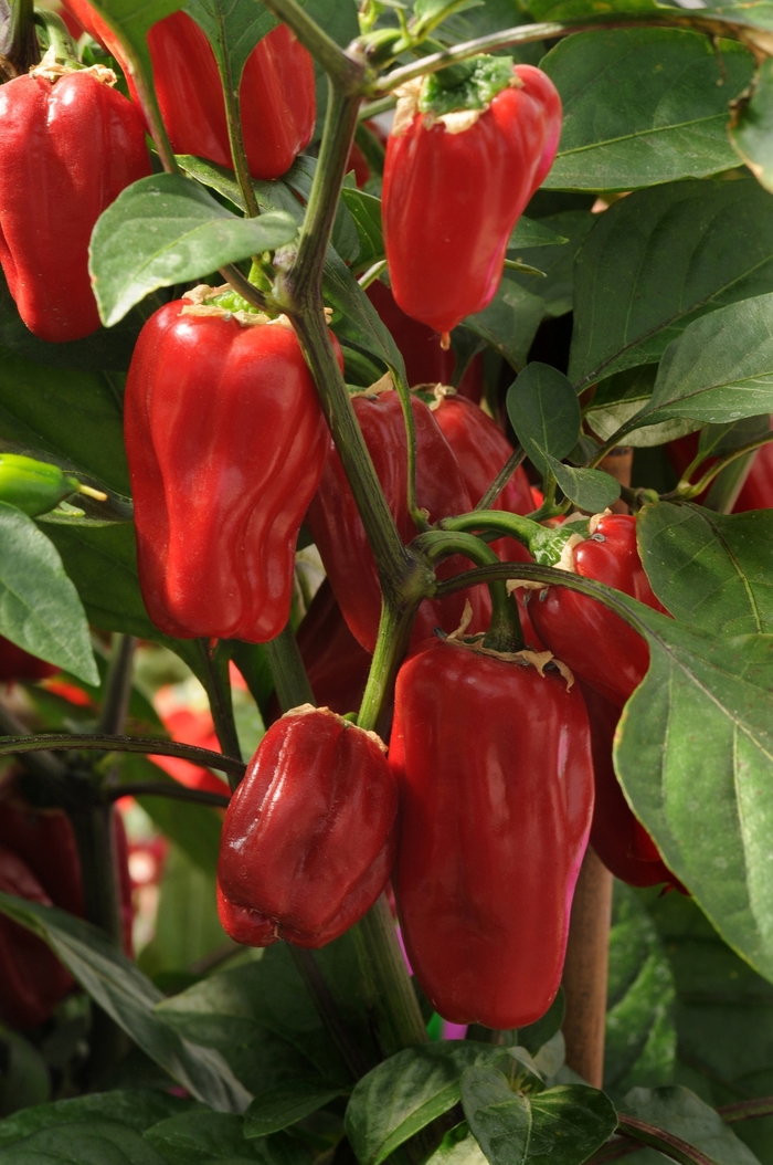 'Sweet Heat' Hot Pepper, Bell Pepper - Capsicum annuum from Milmont Greenhouses