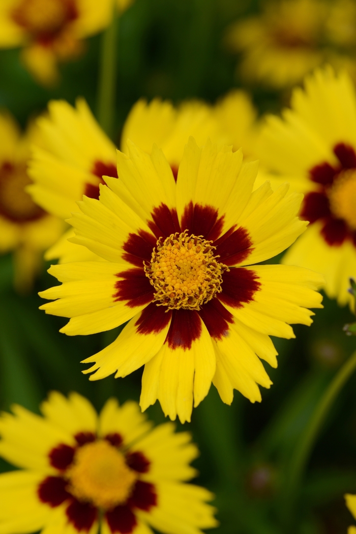 SunKiss Tickseed - Coreopsis grandiflora 'SunKiss' (Tickseed) from Milmont Greenhouses