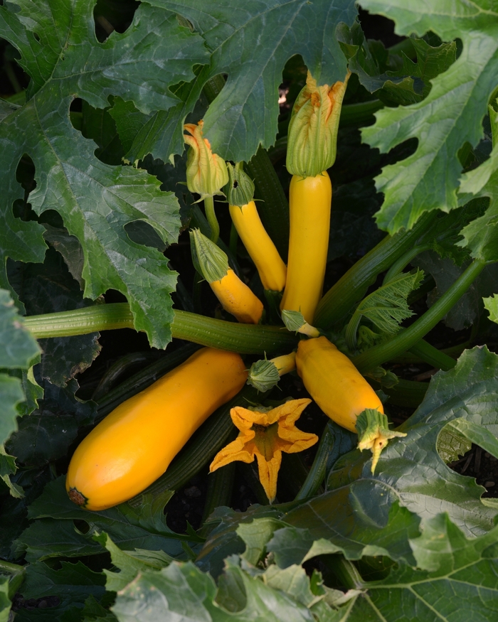 Easy Pick 'Gold II' - Cucurbita pepo (Zucchini, Summer Squash) from Milmont Greenhouses