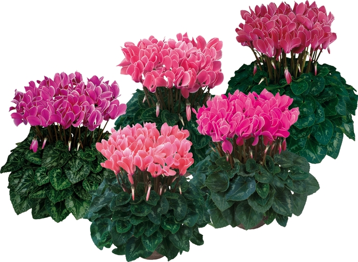 Dreamscape™ 'Dark Flamed Mix' - Cyclamen persicum () from Milmont Greenhouses