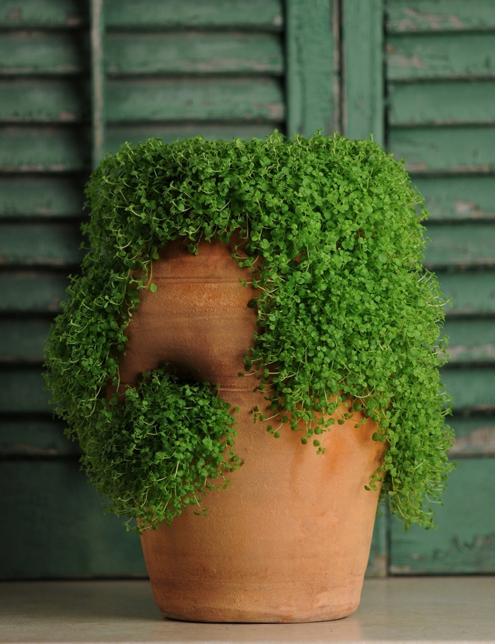 'Mini Mint' Corsican Mint - Mentha requienii from Milmont Greenhouses