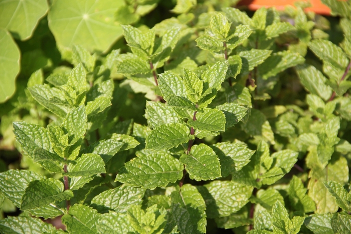 Spearmint, Mint - Mentha spicata (Spearmint, Mint) from Milmont Greenhouses