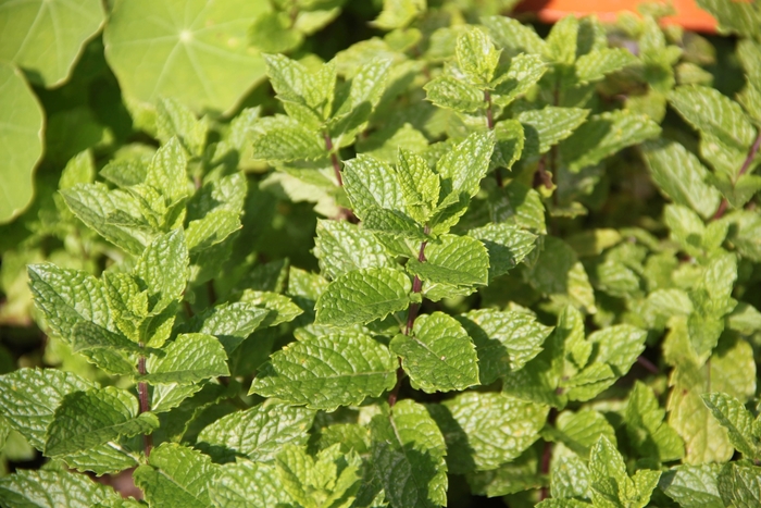 Spearmint, Mint - Mentha spicata (Spearmint, Mint) from Milmont Greenhouses Spearmint, Mint - Mentha spicata (Spearmint, Mint) from Milmont Greenhouses