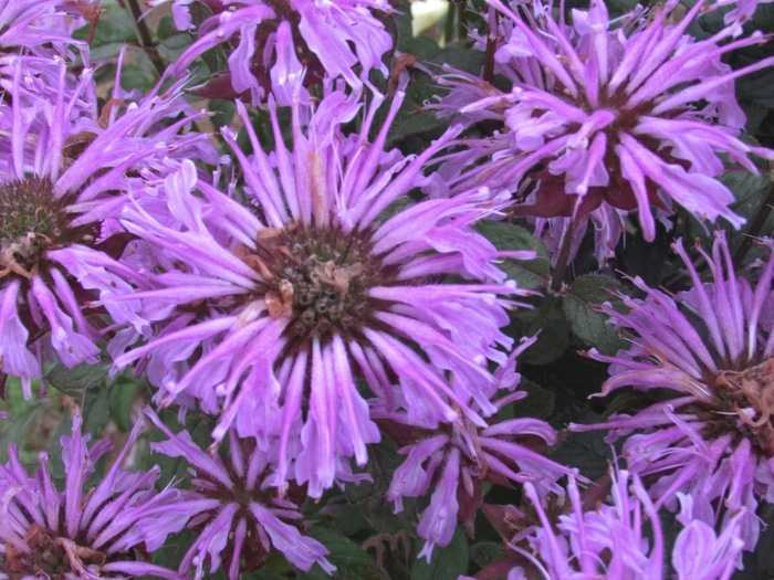 Sugar Buzz® Blue Moon - Monarda didyma 'Blue Moon' (Bee Balm, Bergamot) from Milmont Greenhouses