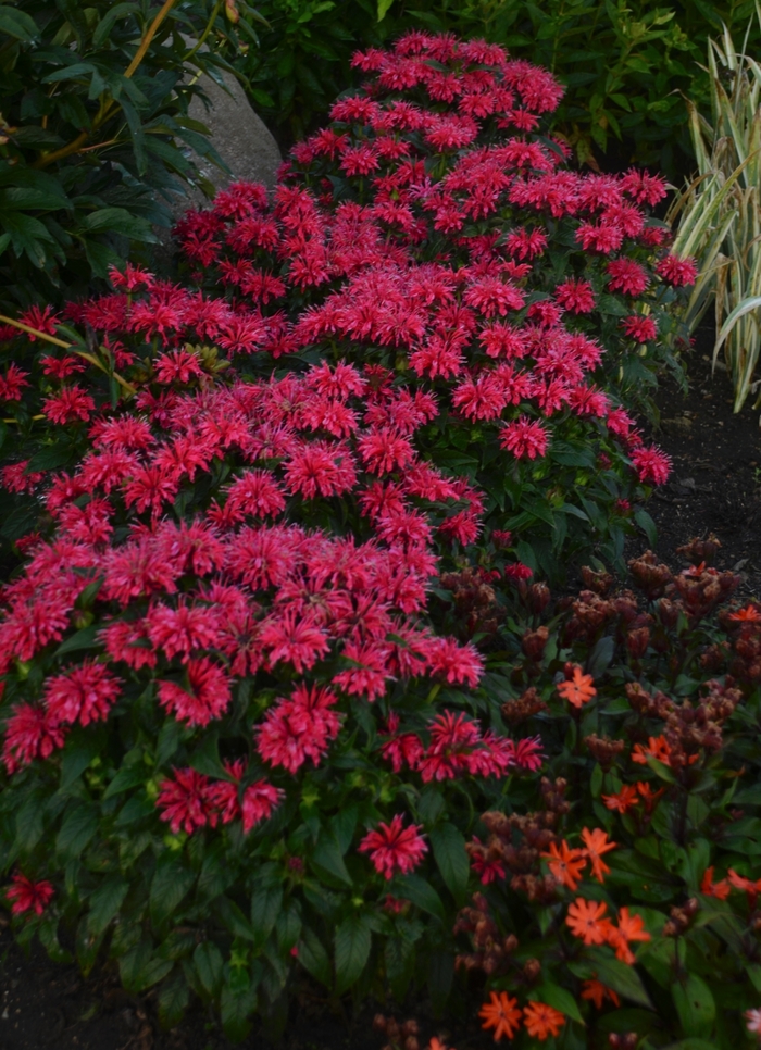 Sugar Buzz® Cherry Pops - Monarda didyma 'Cherry Pops' (Bee Balm, Bergamot) from Milmont Greenhouses