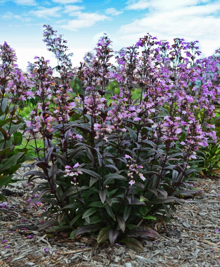 'Blackbeard' Beard Tongue - Penstemon digitalis from Milmont Greenhouses